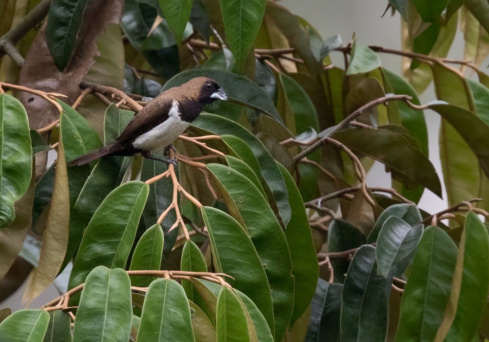Javan Munia - ML206087871