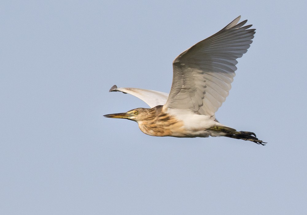 Javan Pond-Heron - Lars Petersson | My World of Bird Photography