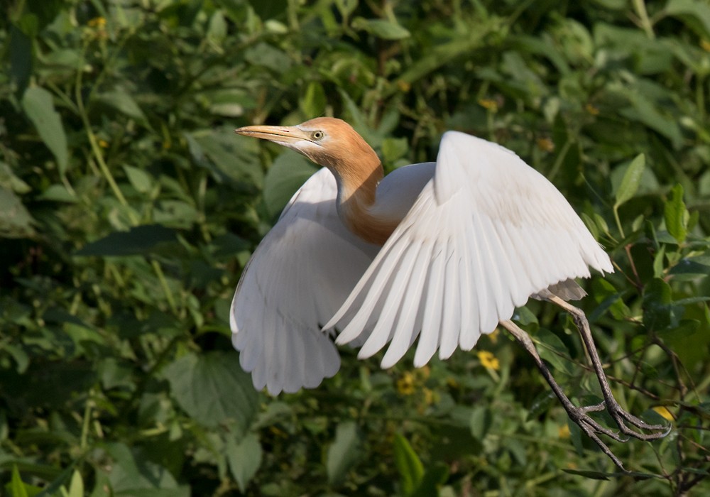 Eastern Cattle Egret - Lars Petersson | My World of Bird Photography