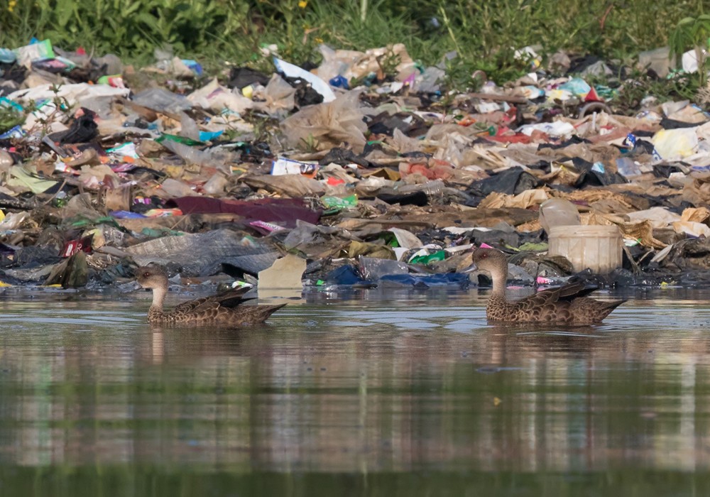 Sunda Teal - Lars Petersson | My World of Bird Photography