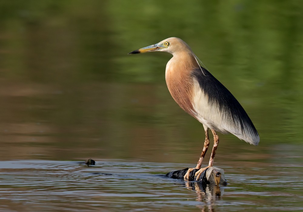 Javan Pond-Heron - Lars Petersson | My World of Bird Photography