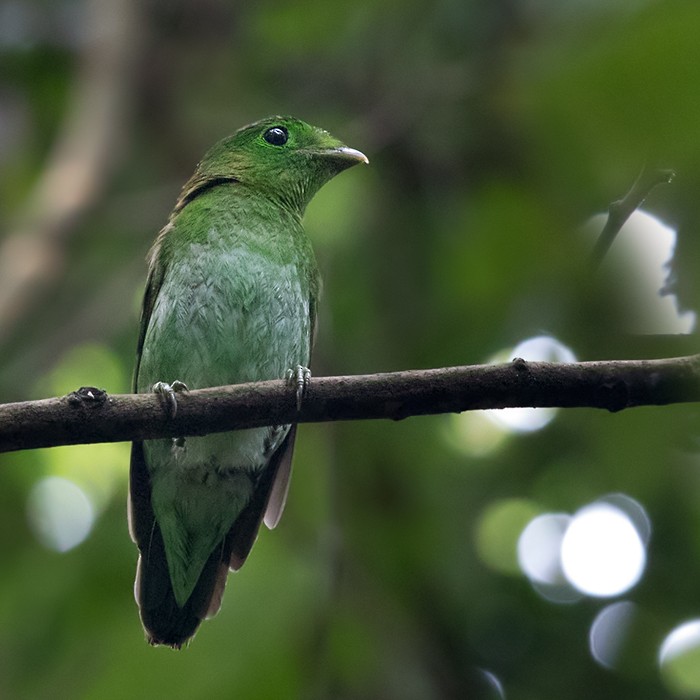 Green Broadbill - ML206088261