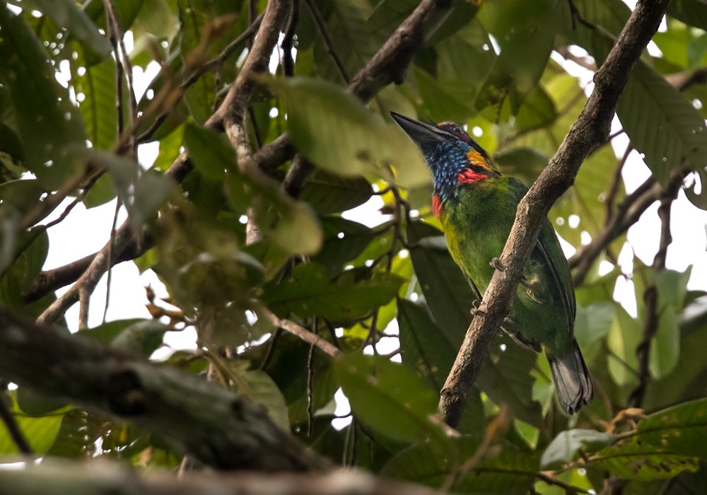 Red-crowned Barbet - ML206088271