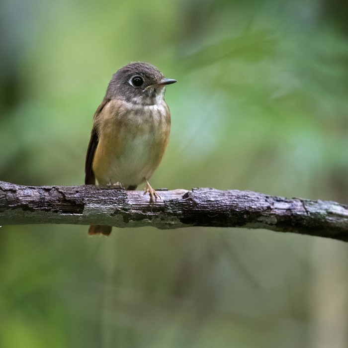 Ferruginous Flycatcher - ML206088351