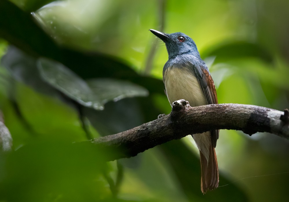 Rufous-winged Philentoma - ML206088361