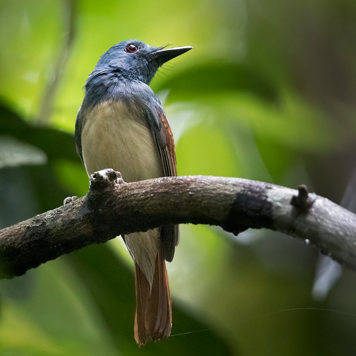 Rufous-winged Philentoma - ML206088371