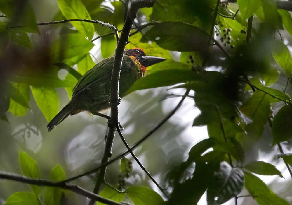 Red-crowned Barbet - ML206088381