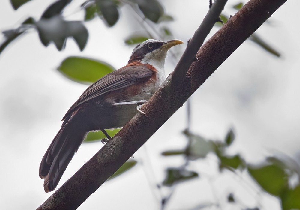 Sunda Scimitar-Babbler - ML206088391