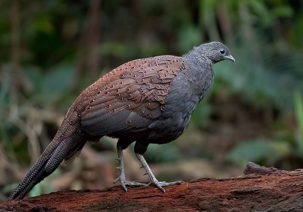 Mountain Peacock-Pheasant - Lars Petersson | My World of Bird Photography