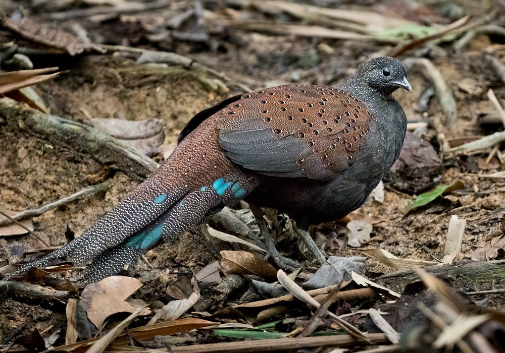 Mountain Peacock-Pheasant - Lars Petersson | My World of Bird Photography