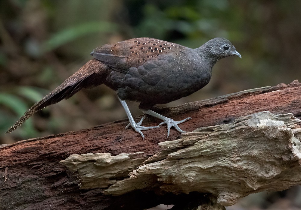 Mountain Peacock-Pheasant - Lars Petersson | My World of Bird Photography