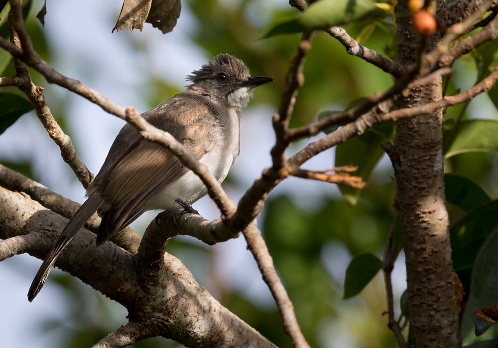 Cinereous Bulbul (Cinereous) - ML206088451