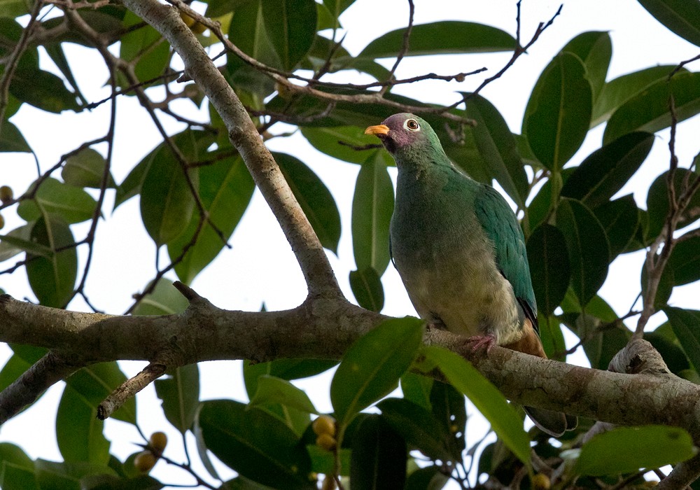 Jambu Fruit-Dove - Lars Petersson | My World of Bird Photography