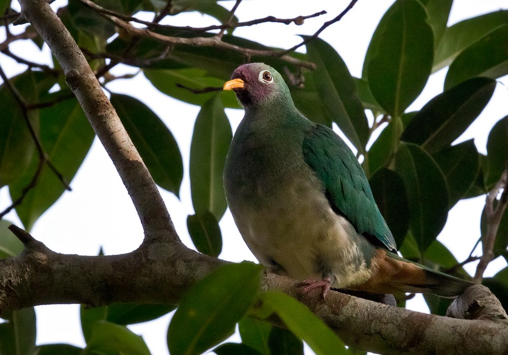 Jambu Fruit-Dove - ML206088491