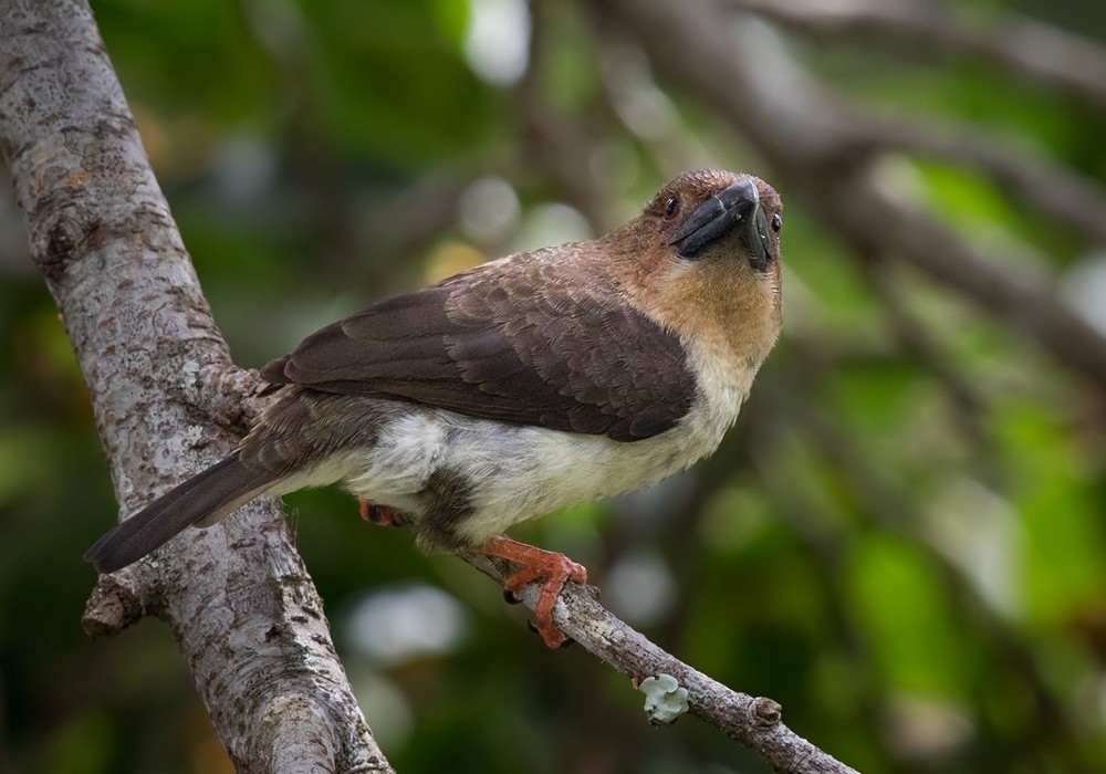 Barbudo Pardo de Malasia - ML206088511