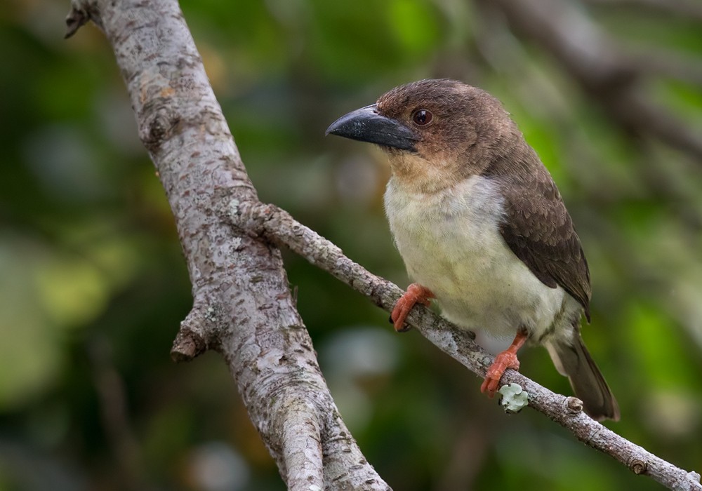 Sooty Barbet - Lars Petersson | My World of Bird Photography