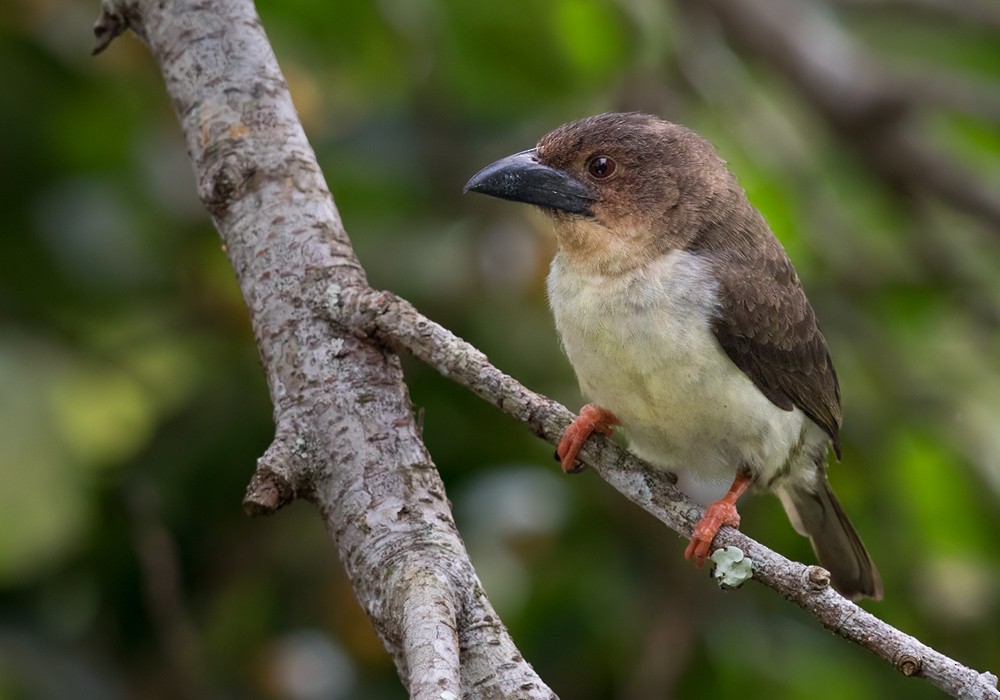 Barbudo Pardo de Malasia - ML206088521