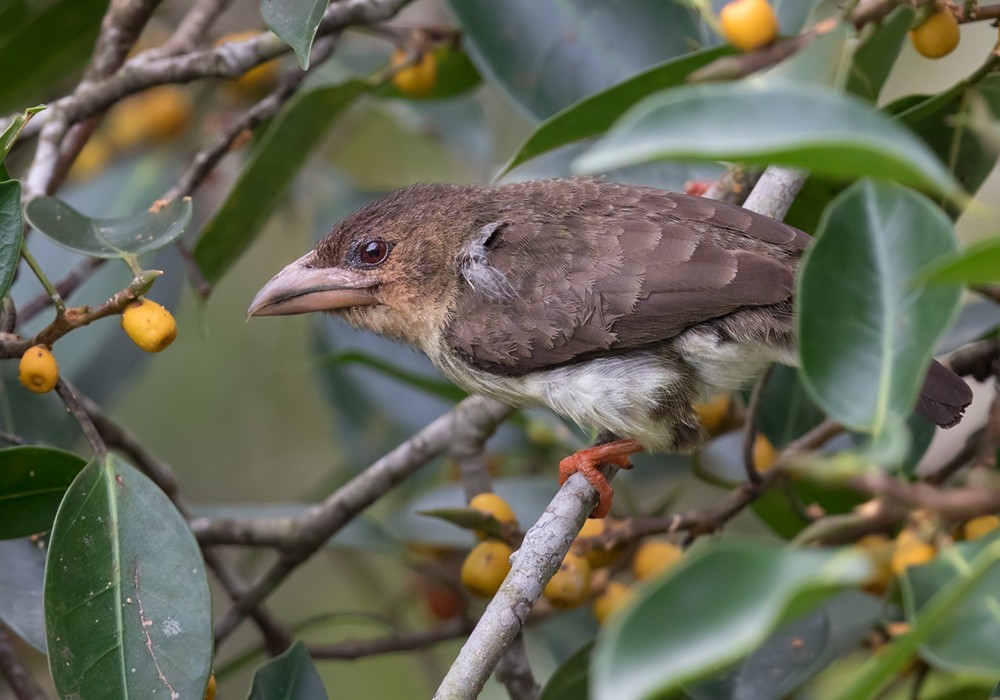 Sooty Barbet - ML206088531