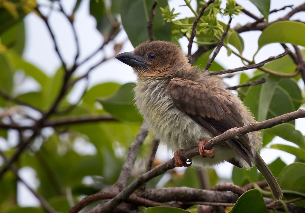 Sooty Barbet - ML206088541