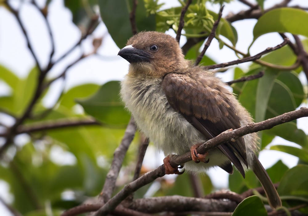 Sooty Barbet - ML206088551