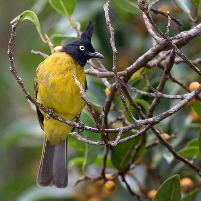 Black-crested Bulbul - ML206088561