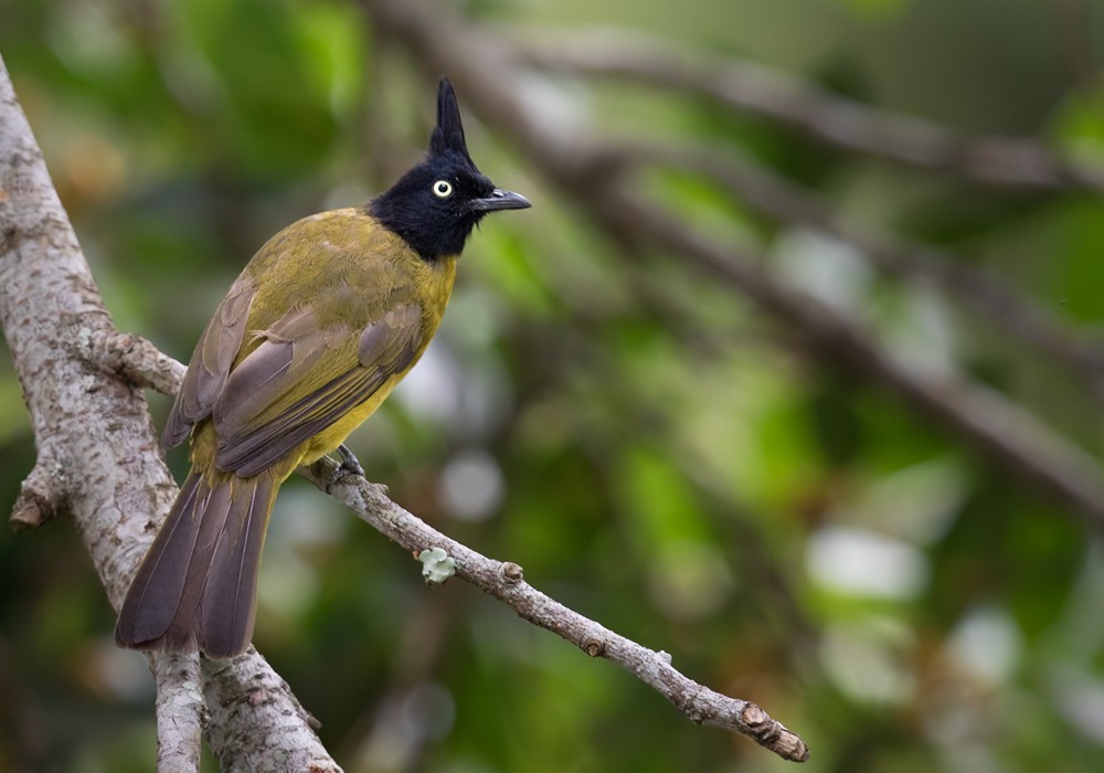 Black-crested Bulbul - ML206088571