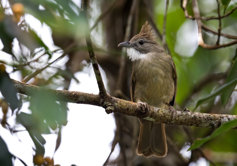 Ochraceous Bulbul - ML206088611