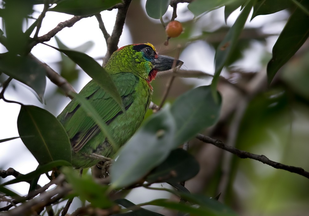 Barbudo Arlequín - ML206088631