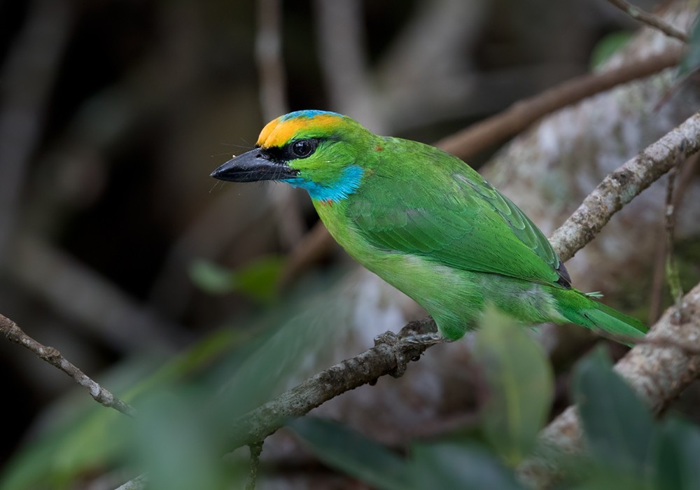 Yellow-crowned Barbet - ML206088711