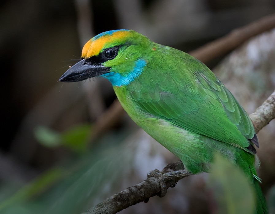 Yellow-crowned Barbet - ML206088721