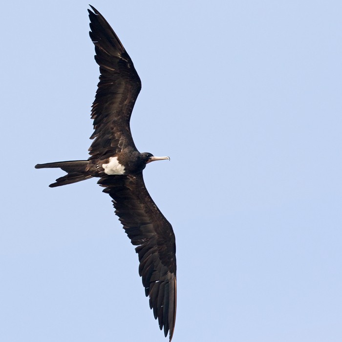 Christmas Island Frigatebird - ML206088741