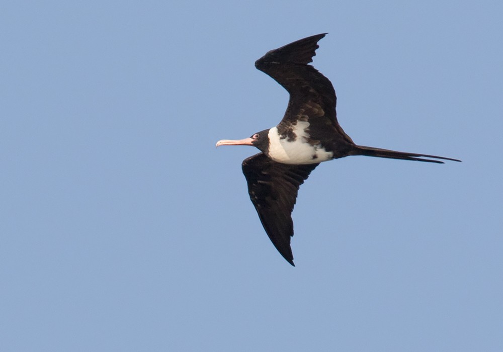 Christmas Island Frigatebird - ML206088751