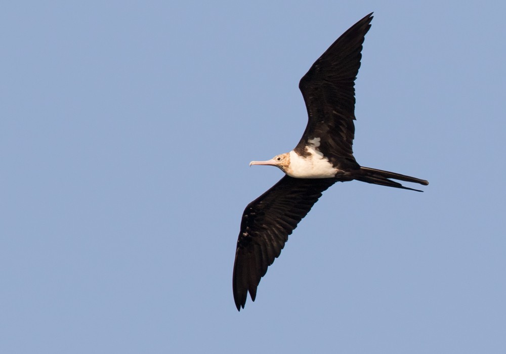 Christmas Island Frigatebird - ML206088761