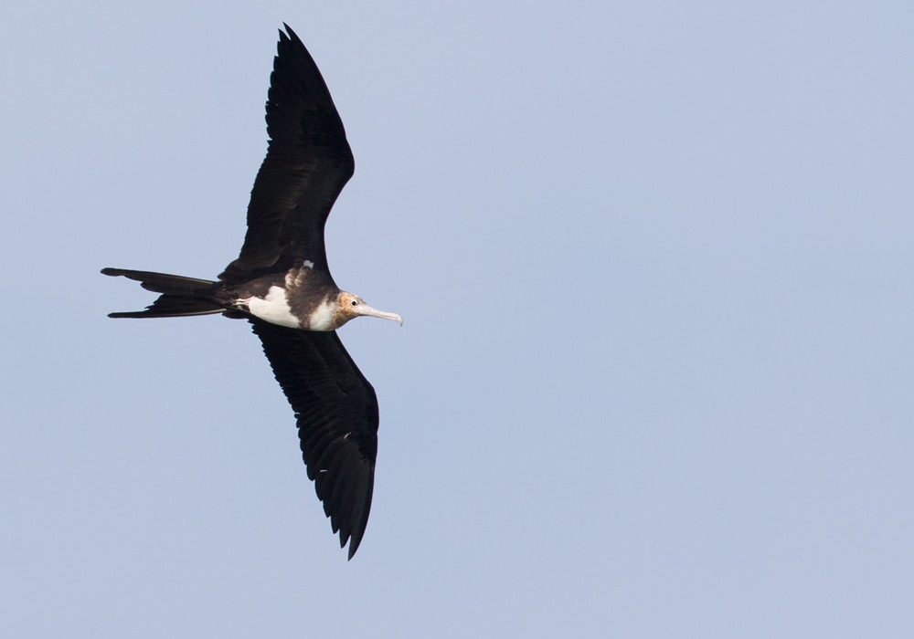 Christmas Island Frigatebird - ML206088771