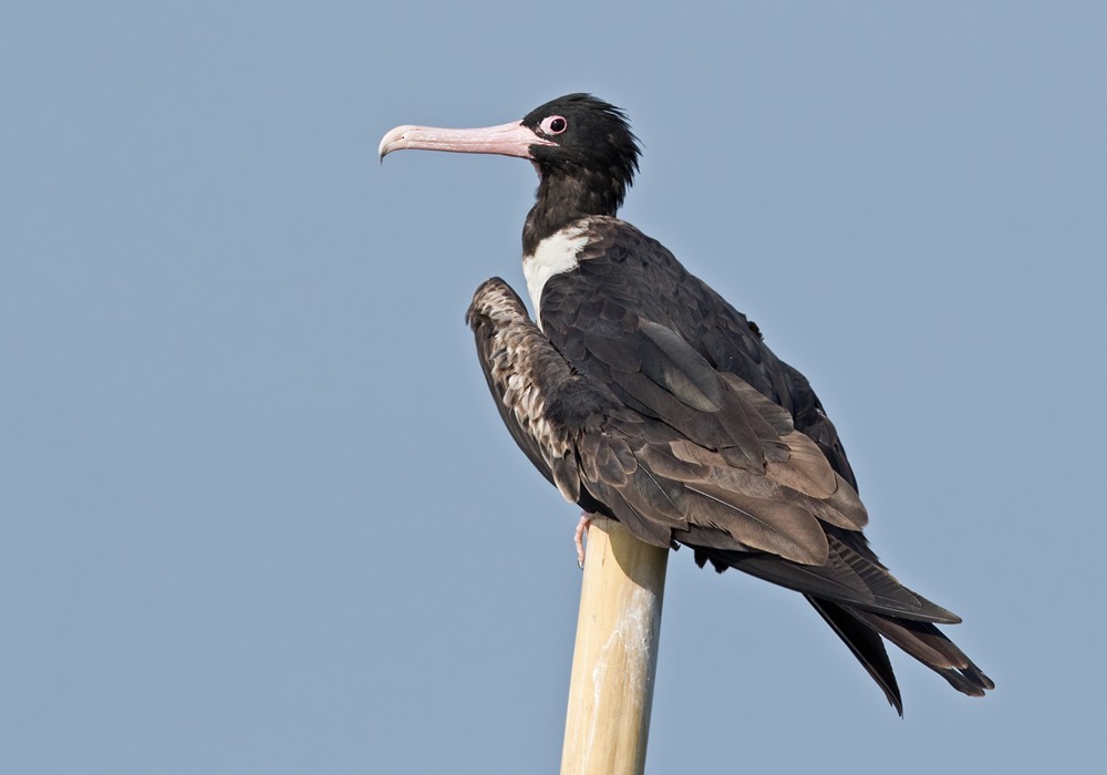 Christmas Island Frigatebird - ML206088781