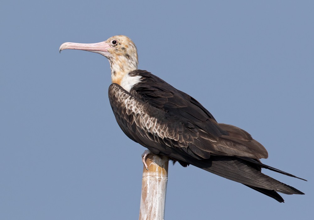 Christmas Island Frigatebird - ML206088791