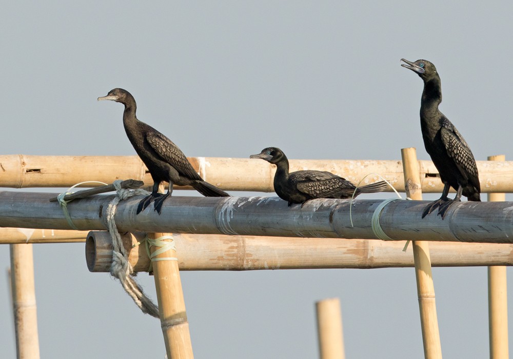 Little Black Cormorant - Lars Petersson | My World of Bird Photography