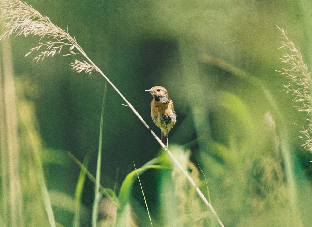 European Stonechat - ML206089041