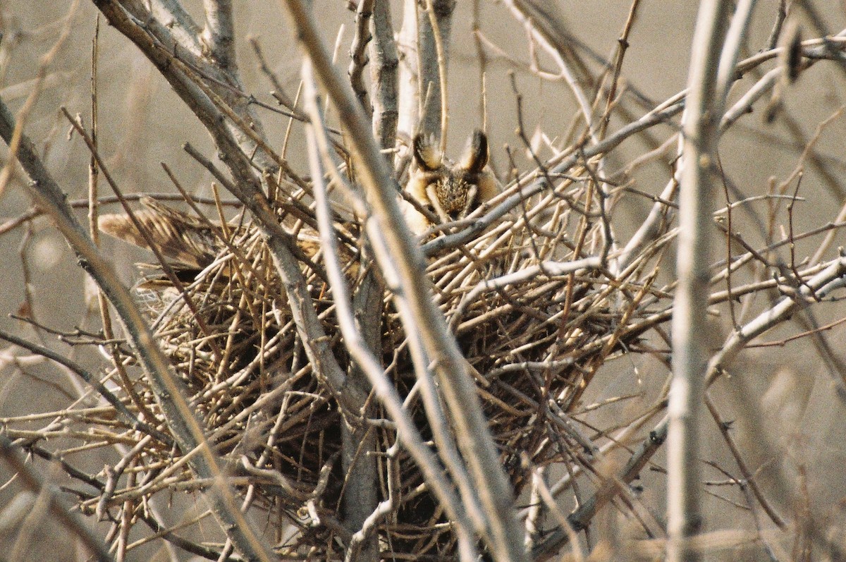 Сова вухата (підвид otus/canariensis) - ML206089101