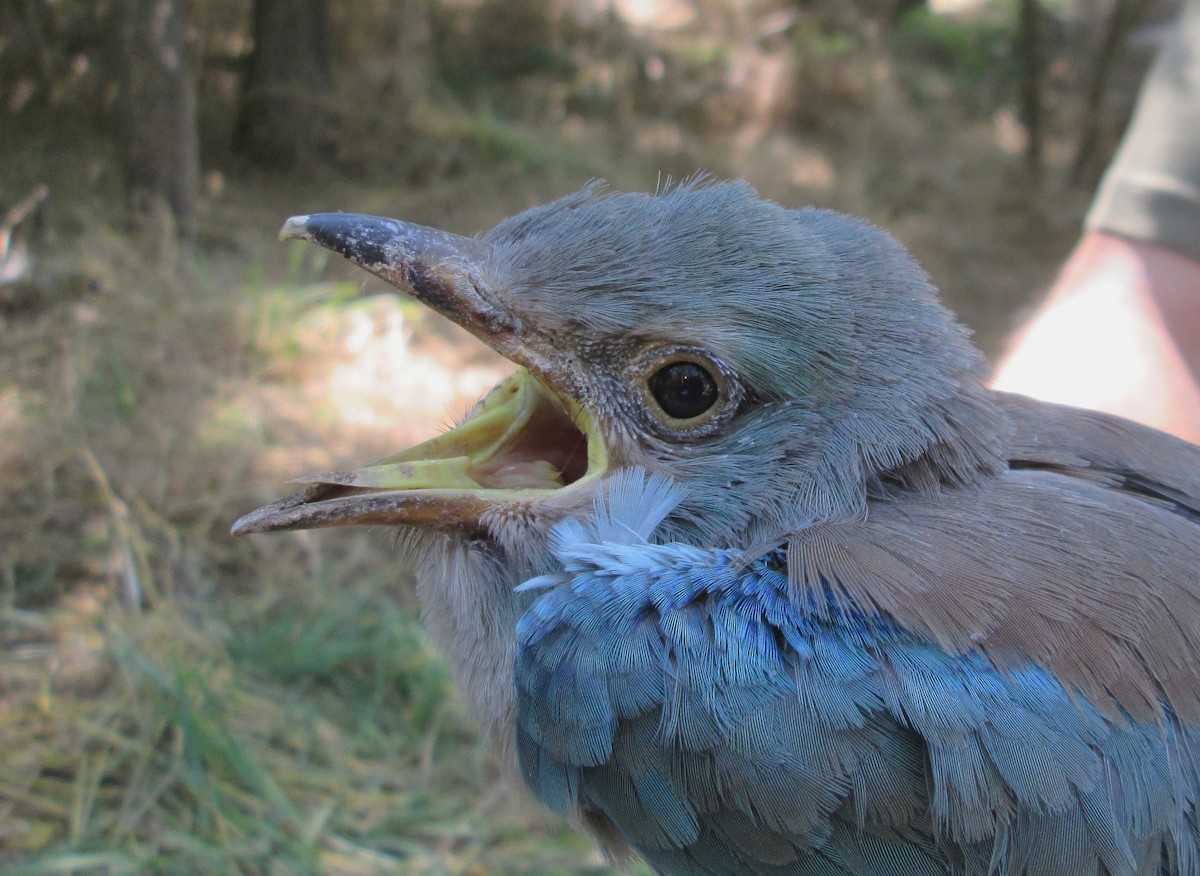 European Roller - ML206089551