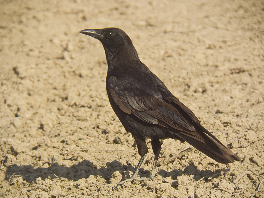 Carrion Crow - Jesús Laborda