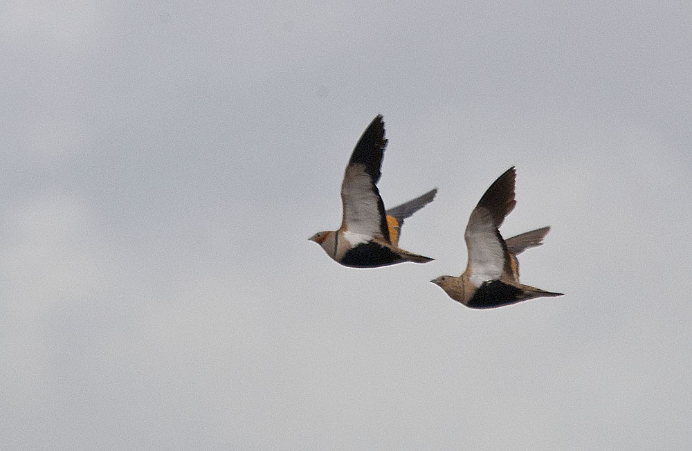 Black-bellied Sandgrouse - Jesús Laborda