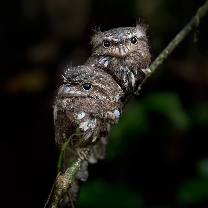 Sunda Frogmouth - ML206090401