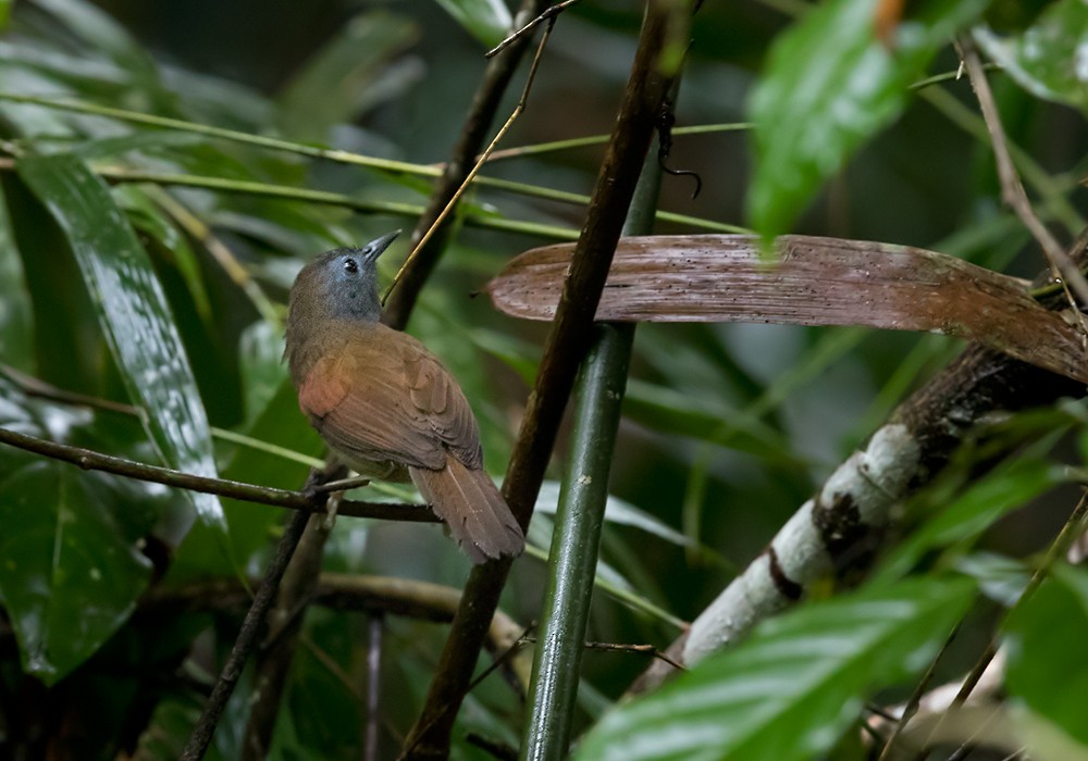 Chestnut-winged Babbler - ML206090411