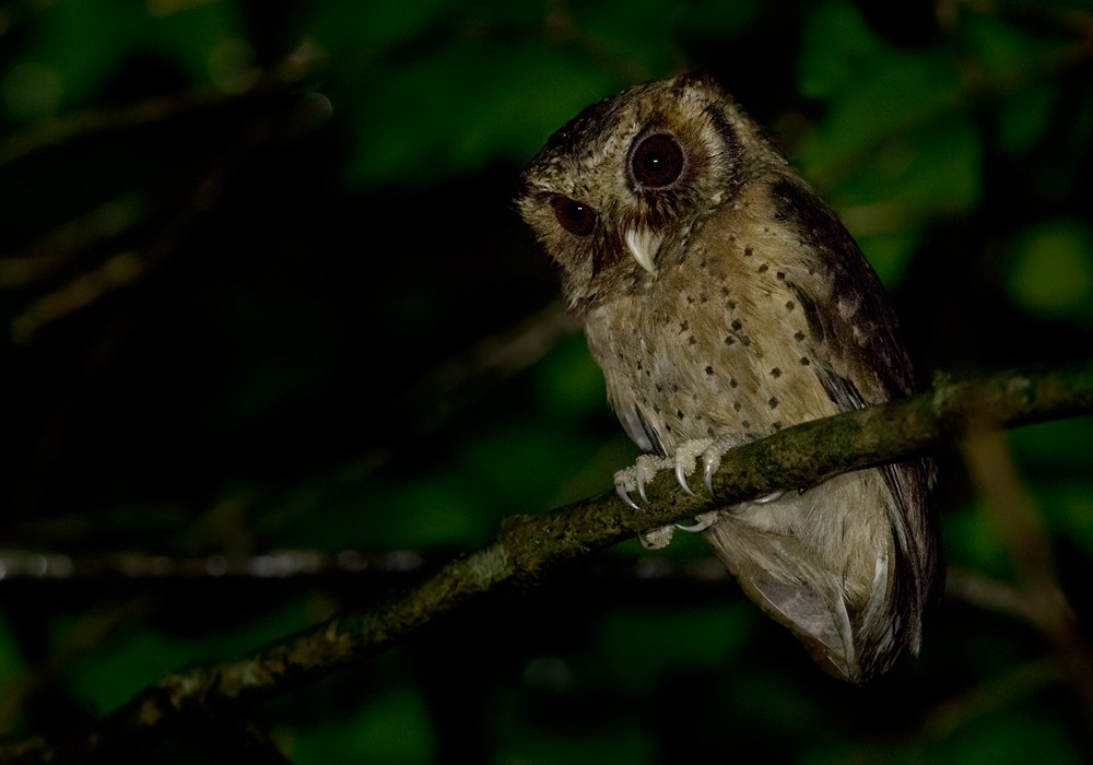 Reddish Scops-Owl - Lars Petersson | My World of Bird Photography