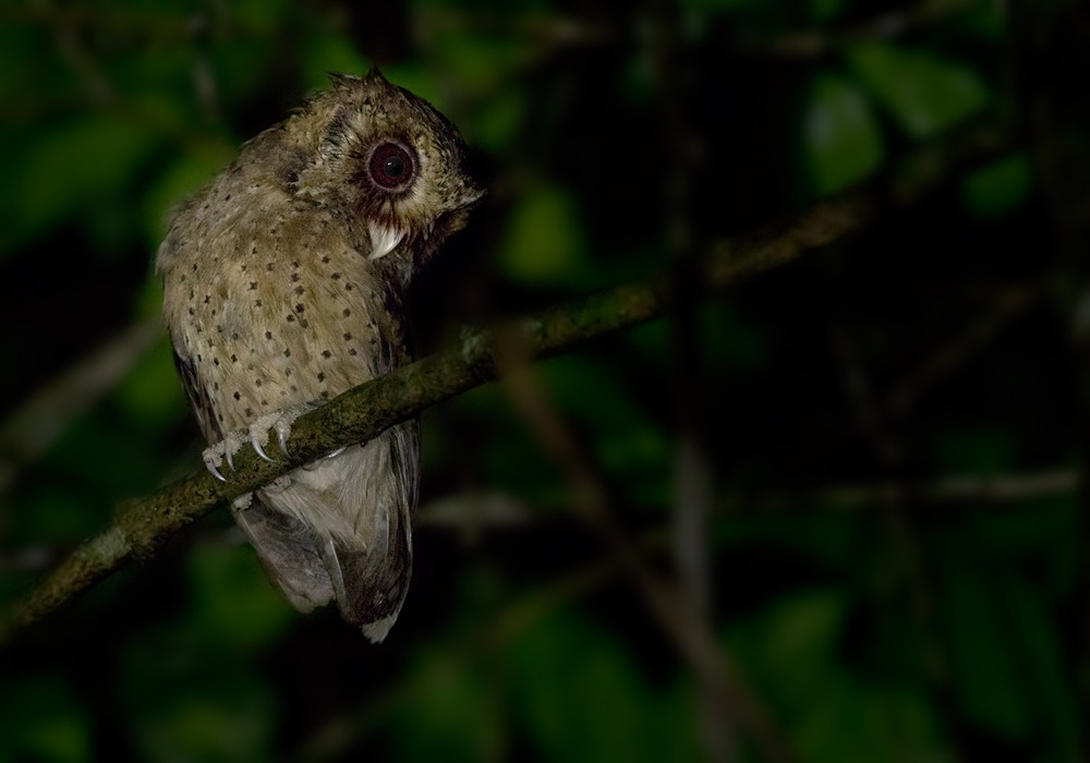 Reddish Scops-Owl - ML206090441