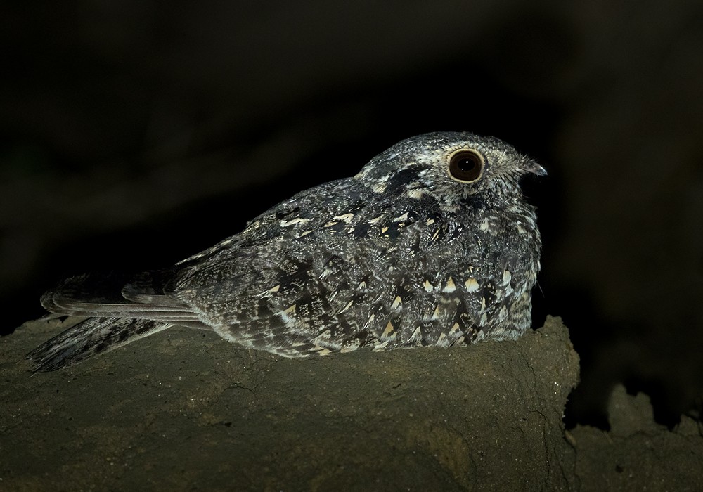 Savanna Nightjar - ML206090571