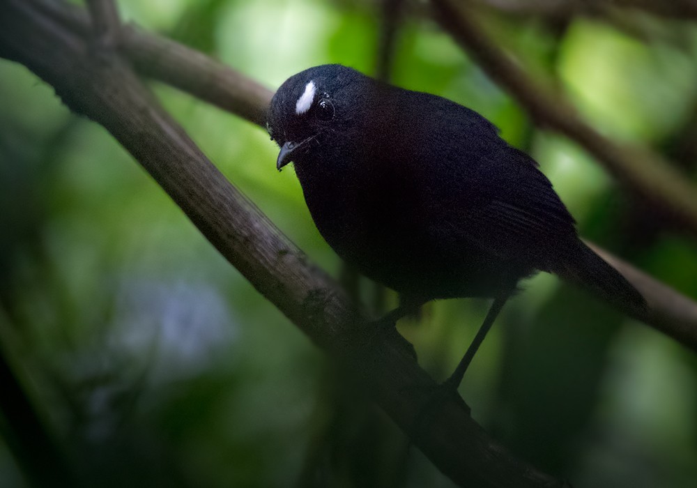 Sumatran Shortwing - Lars Petersson | My World of Bird Photography