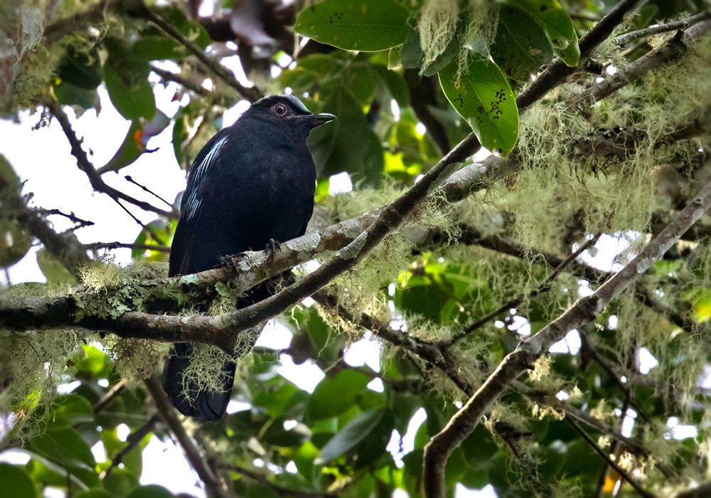 Sumatran Cochoa - Lars Petersson | My World of Bird Photography