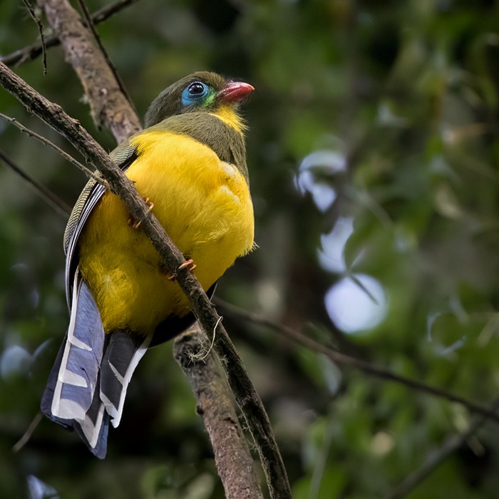 Sumatran Trogon - ML206090631